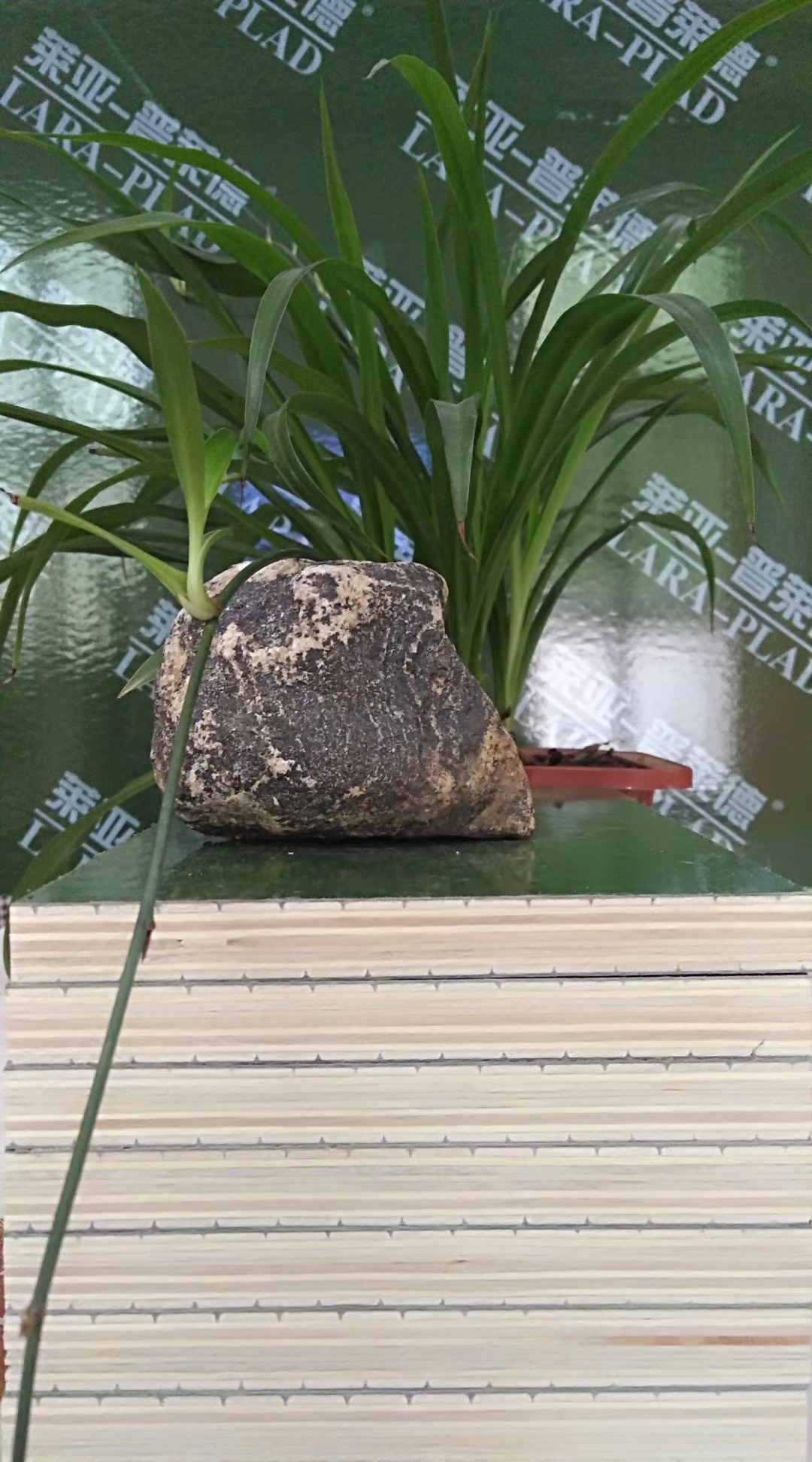 萊亞普萊德 萊亞普萊德